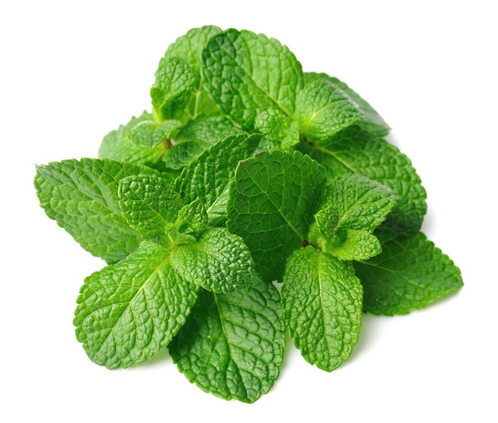 Mint Leaves