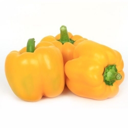 Capsicum Yellow